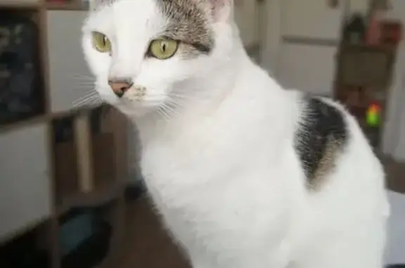 Chatte perdue, Blanche tachetée, Rue de Chelles - photo