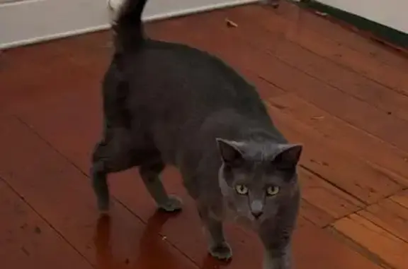 Lost Grey Cat on Allen St, Inner West
