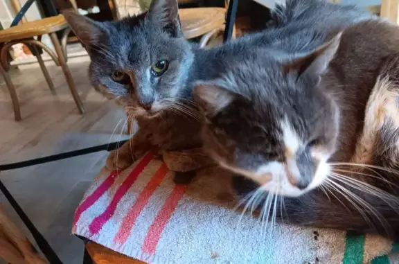 Animaux trouvés Choisey, photo: Chat gris 12 ans perdu à Choisey