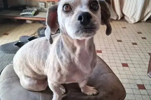 Chien perdu à Merdrignac, Lieu-dit 16 - photo