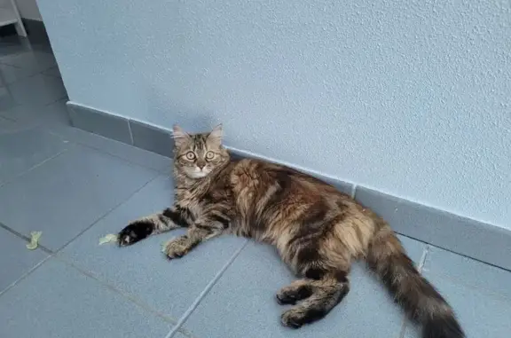 Chatte tigrée perdue, épileptique, Lepuix - photo
