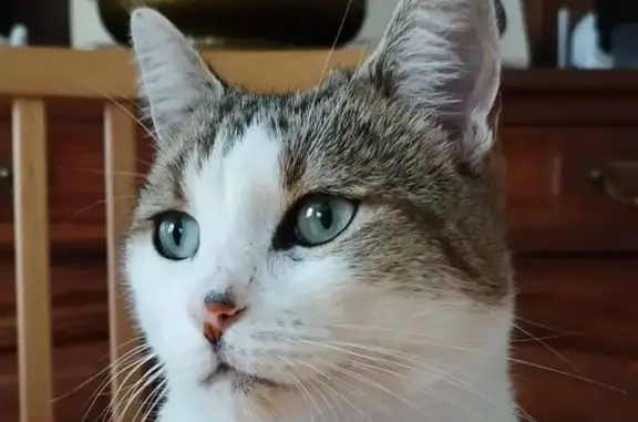 Chat perdu, Le Mans, photo: Chat tigré blanc perdu au Mans