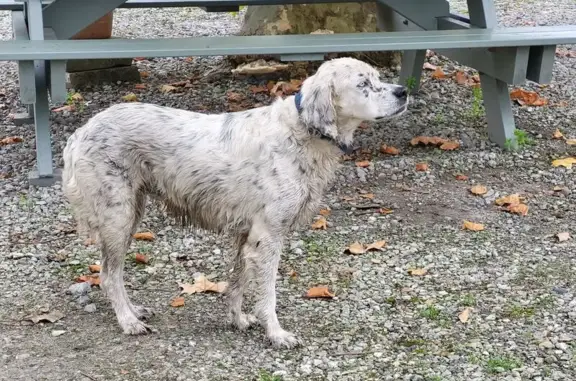 Animaux trouvés Nouvelle-Aquitaine, photo: Setter anglais trouvé à Saint-Jean-de-Marsacq