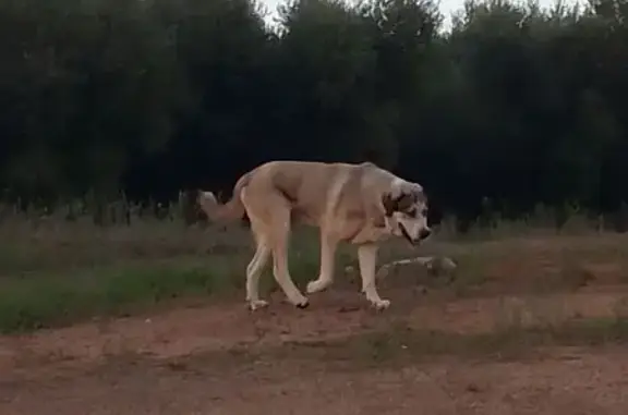Perro Tranquilo Hallado en Vin...