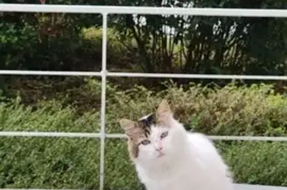 Chat trouvé dans une cour fermée à Annecy - photo