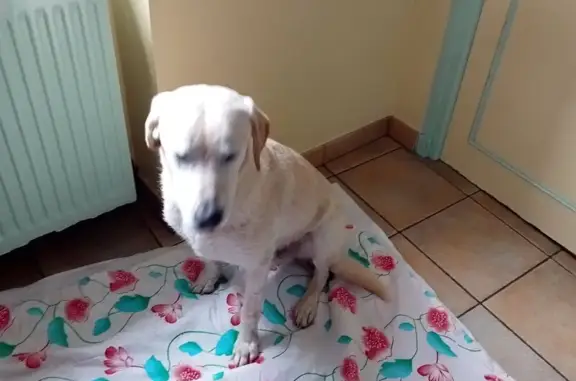 Animaux trouvés , photo: Jeune labrador crème trouvé à Mâcon