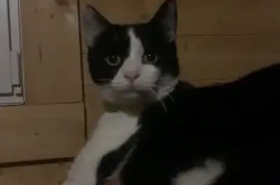 Chat perdu : Hadès, noir et blanc, peureux - photo
