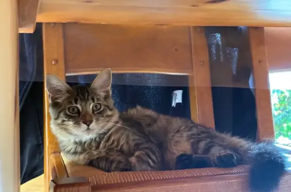 Animaux trouvés , photo: Chat fauve trouvé à Villard-d'Héry