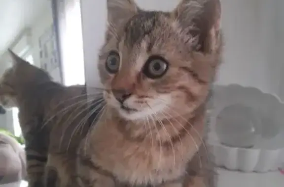 Animaux trouvés Crossac, photo: Chat trouvé Impasse du Village, Crossac