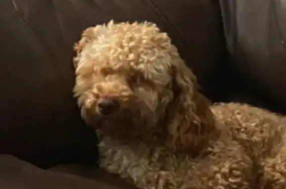 Help Find Brownie: Lost in South Troy