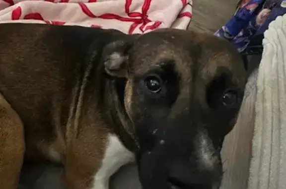 Lost Shy Dog: Brown Coat, Blue Collar