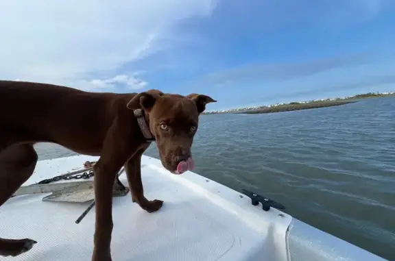Lost 9-Month Lab/Pit Mix on Woodcrest Dr