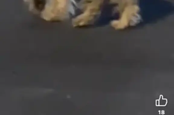 Missing dog , photo: Lost Dog in Walkertown, NC
