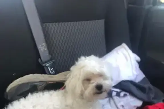 Missing dog San Jacinto, photo: Lost: Small White Dog 'Bebe' - Call Now!