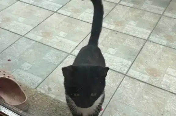 Animaux trouvés , photo: Jeune chat mâle noir et blanc trouvé