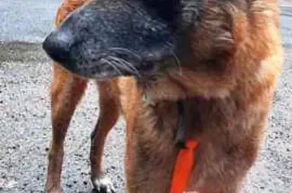 Chien trouvé , photo: Chien trouvé marron/roux, collier cuir, Le Favril