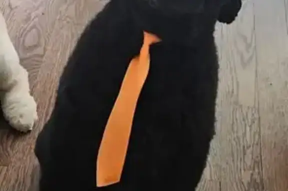 Lost Black Doodle: Help Find in Salisbury