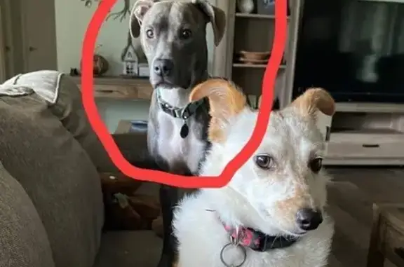 Lost Skittish Gray Pit Mix Near Aquarious