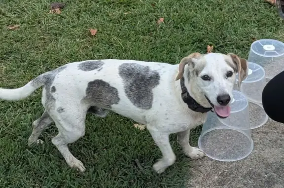Found Friendly Dog: White & Gr...