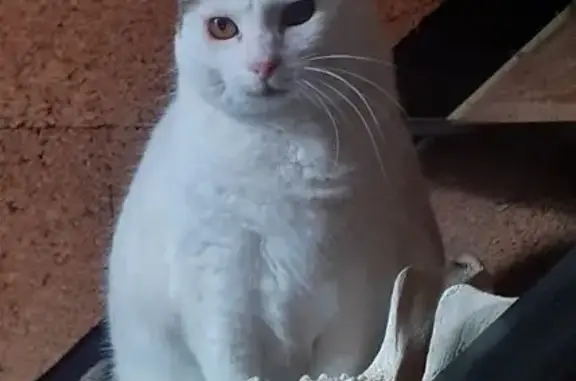 Chat perdu, Cagnes-sur-Mer, photo: Chat européen blanc perdu, Cagnes-sur-Mer