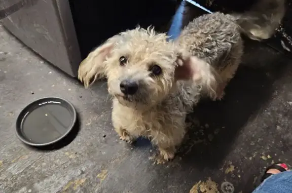 Found Friendly Dog on E. Broad...