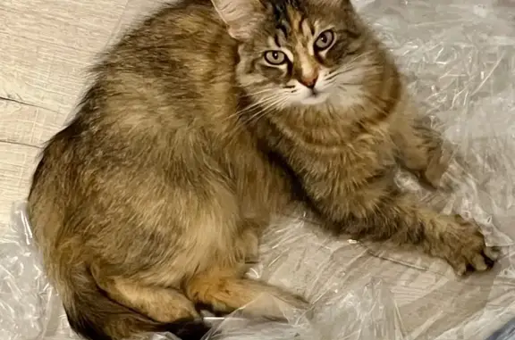 Chat perdu, La Bresse, photo: Chatte tigrée perdue, sociable, La Bresse
