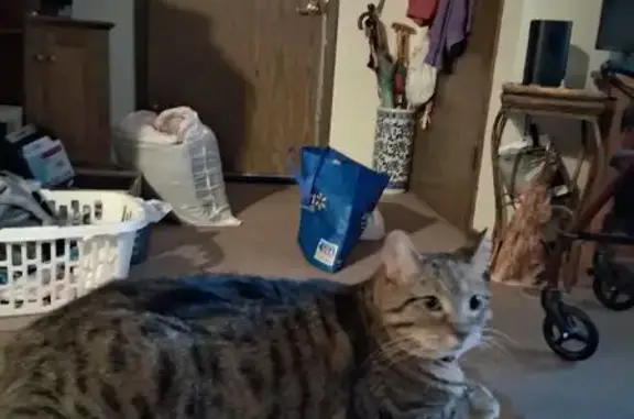 Missing cat Waterloo, photo: Lost Gray Tabby Cat on Columbia St, Waterloo