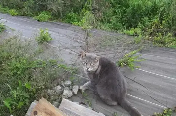 Chat trouvé Châtenois-les-Forges, photo: Chat gris sociable trouvé à Châtenois