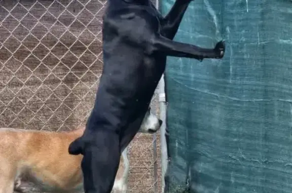 Lost Black Dog: 95lb Female, Purple Collar