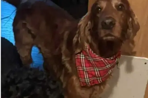 Lost Dog: Dark Red with Two Collars