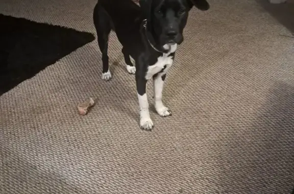 Lost Dog: Black & White, Blue Harness