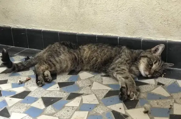Chat maigre et assoiffé trouvé à Besançon - photo