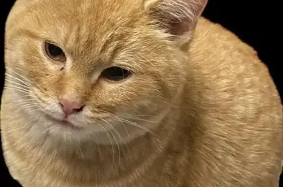 Lost Chubby Orange Cat on Hardegan St