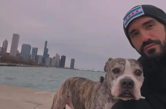 Lost Dog: Help Find Troy in Chicago!