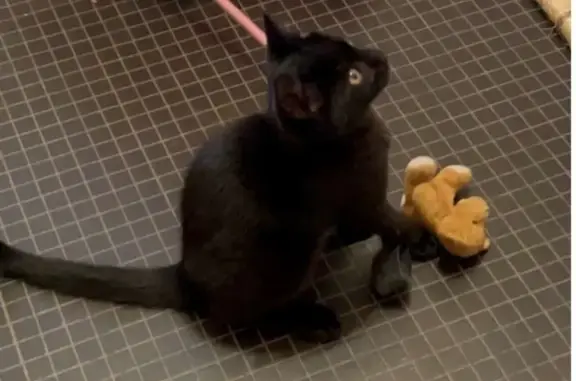 Animaux perdus , photo: Chaton noir 4 mois perdu à Verlinghem