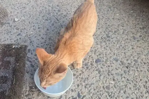 Found pets , photo: Lost Cat Found in Hayden, Idaho