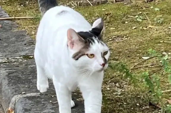 Animaux trouvés Saint-Maur-des-Fossés, photo: Chat blanc trouvé rue Alexandre Dumas