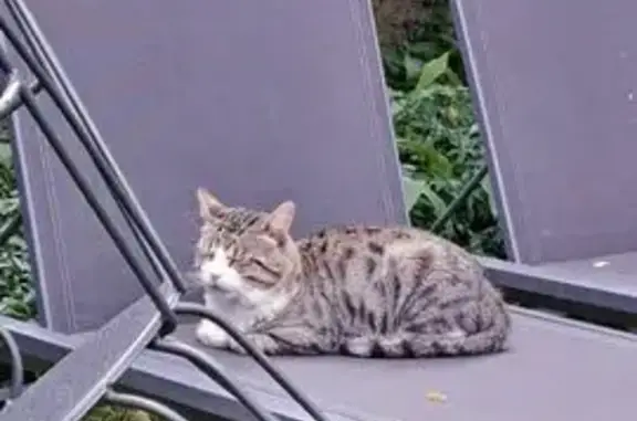 Chat trouvé Remiremont, photo: Chat trouvé : gris clair et blanc, câlin Rue Suchet