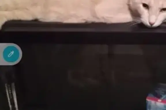 Lost Cat Butter: Light Orange, Flea Collar