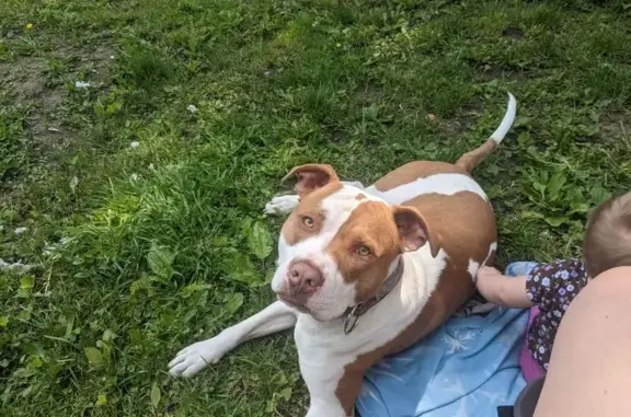 Lost Brown & White Dog on Sullivant Ave