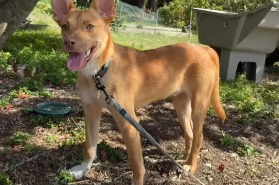 Missing dog New Bedford, photo: Lost Light Brown Dog on Felton St, NB