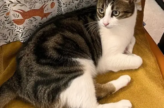 Chat perdu, 3 ans, castré et pucé, Pont-l'Abbé - photo