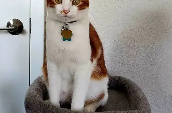 Lost Cat Ambrose: Orange & White, Skittish