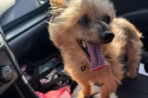 Lost Dog: Tan/Brown, Blue Collar, Columbus
