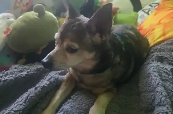 Friendly Chihuahua Mix Found:...