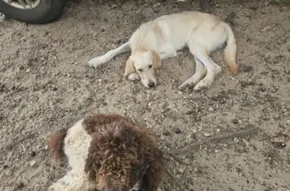 Lost Brown & White Doodle Foun...