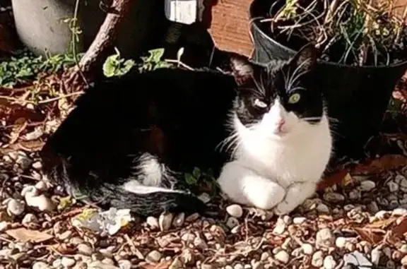 Animaux perdus Talence, photo: Chatte noire et blanche perdue à Talence