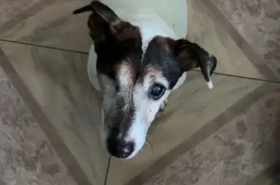 Jack Russel perdu, 14 ans, Athis-Mons - photo