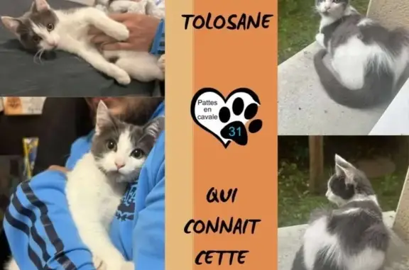 Chat gris-blanc trouvé, hyperactif, Villeneuve - photo
