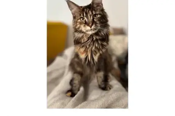 Se busca: Gata grande y peluda en Palma